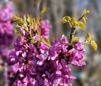 Cercis chinensis 'Avondale' - Chinese Judasboom 'Avondale'  - 3