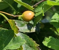 Crataegus monogyna - Eenstijlige meidoorn - 2