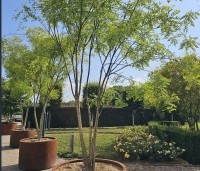 Sophora japonica - Honingboom - 2