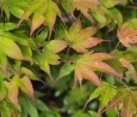 Acer palmatum 'Tsumabeni' - Acer palmatum 'Tsumabeni' Japanse kleinbladige esdoorn - 1