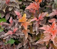 Physocarpus opulifolius 'Little Angel' - Blaasspiraea 'Little Angel' - vakbeplanting  - 1
