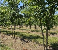 Prunus x yedoensis  - Yoshinokers - 2