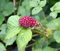 Rubus Tayberry aan de struik