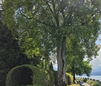 Acer pseudoplatanus - Gewone esdoorn - 4