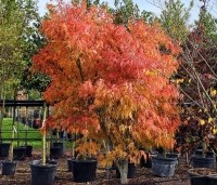 Acer palmatum 'Scolopendrifolium' - Japanse Esdoorn 'Scolopendrifolium' - 1