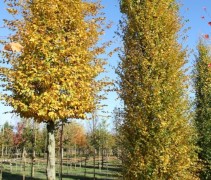 Carpinus betulus Fastigiata solitair