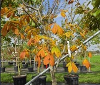 Aesculus pavia 'Atrosanguinea' - Rode pavia - 3
