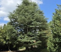 Cedrus libani 'Glauca' - Blauwe Ceder - 7