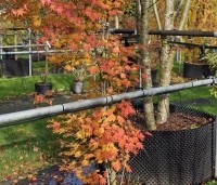 Acer x pseudosieboldianum 'North Wind' - Japanse Esdoorn 'North Wind' - 1