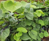 Cercis chinensis 'Avondale' - Chinese Judasboom 'Avondale'  - blad augustus