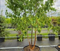 Betula albosinensis 'Fascination' - Zilverberk 'Fascination' - 2