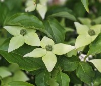 Cornus kousa 'Milky Way' - Japanse grootbloemige Kornoelje - 1