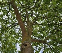 Cercis siliquastrum - Judasboom - 2