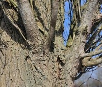 Populus nigra 'Italica' - Italiaanse populier - 5