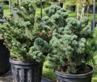Pinus parviflora 'Negishi' - Japanse witte den 'Negishi' - 1
