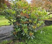 Rhododendron ponticum - Wilde rhododendron - juli na de bloei