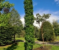 Liquidambar styraciflua 'Slender Silhouette' - Zuilvormige amberboom - 2