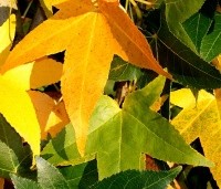 Liquidambar styraciflua 'Slender Silhouette' - Zuilvormige amberboom - 4