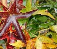 Liquidambar styraciflua 'Slender Silhouette' - Zuilvormige amberboom - 3