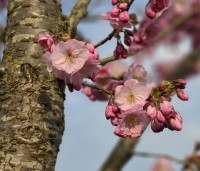 Prunus 'Accolade' - Japanse Sierkers - 1