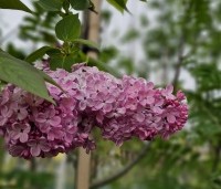 Syringa hyacinthiflora 'Mirabeau' - Sering 'Mirabeau' - 1