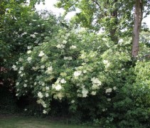 Sambucus nigra