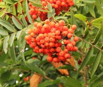 Sorbus Aucuparia