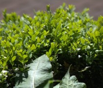 Buxus sempervirens