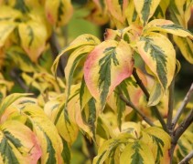 Cornus Florida Rainbow