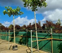 Platanus dakplataan op hoge 300 cm stam