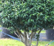 Prunus lusitanica Augustifolia