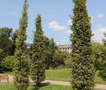 Zomereik, zuilvormige bomen