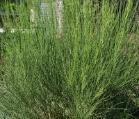 Cytisus praecox 'Albus' - Brem 'Albus'  - 2