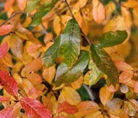 Nyssa sylvatica 'Autumn Cascades' - Zwarte tupeloboom  - 2