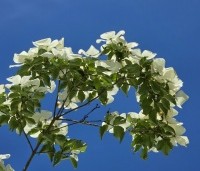 Cornus kousa 'Venus' - Japanse grootbloemige kornoelje ‘Venus' - 3