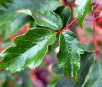 Acer Griseum