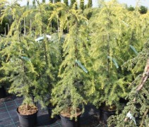 Cedrus deodara Golden Horizon