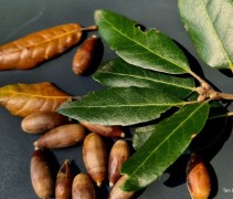 Quercus Ilex