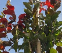 Fagus sylvatica 'Dawyck Purple' - Paarse Beuk - 1