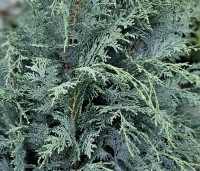 Chamaecyparis lawsoniana 'Columnaris' - Blauwe Californische cypres - 1