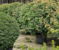 Acer campestre - Veldesdoorn - 1