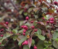 Malus toringo 'Freja' - Sierappel 'Freja'  - 2