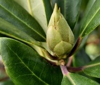 Rhododendron ponticum - Wilde rhododendron - 1
