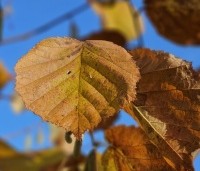Corylus avellana 'Aurea' - Geelbladige hazelaar - 1