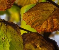 Corylus avellana 'Aurea' - Geelbladige hazelaar - 2