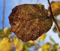 Corylus avellana 'Aurea' - Geelbladige hazelaar - 3