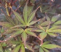 Acer palmatum 'Skeeter's Broom' - Japanse Esdoorn 'Skeeter's Broom' - 2