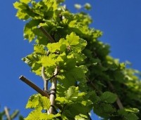 Fagus sylvatica - Groene beuk - 2