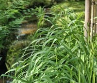 Hemerocallis 'Gentle Shepherd' per kist á 24 st. - Daglelie wit - voorbeeld toepassing in Japanse tuin.