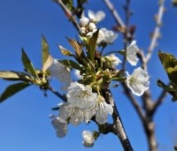Prunus avium 'Early Rivers' - Prunus avium 'Early Rivers' - 1